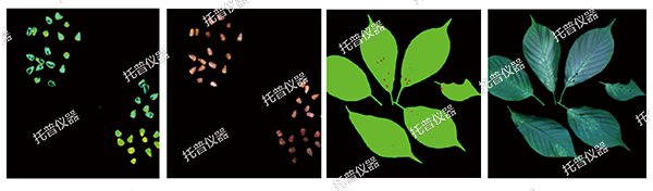 植物数字表型采集分析系统—高通量、高精度，植物表型测量理想之选!