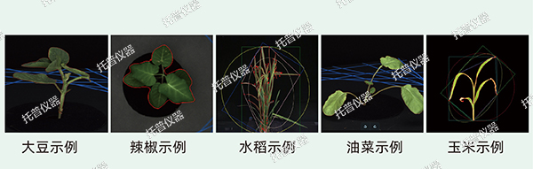 托普云农为植物表型科研“数智”赋能