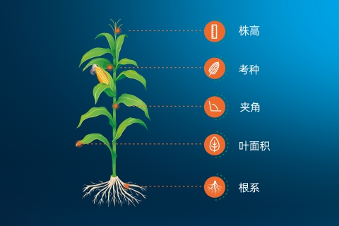 通用作物育种高效产品组合